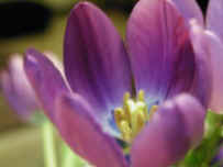 flower.jpg (10717 bytes)
