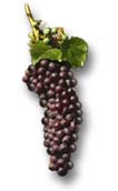 imgGVresultsPURPLE.jpg (3124 bytes)